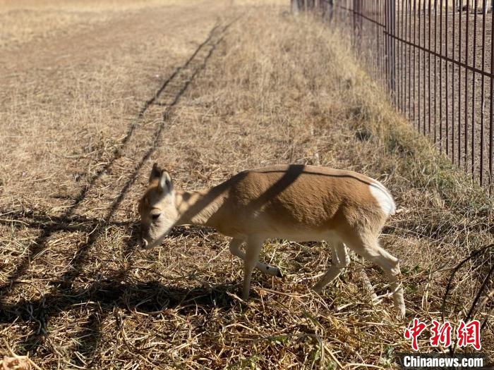 圖為普氏原羚。　李江寧 攝