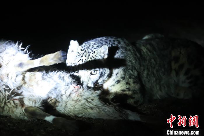 長(zhǎng)江源、瀾滄江源啟動(dòng)旗艦物種雪豹及棲息地保護(hù)項(xiàng)目