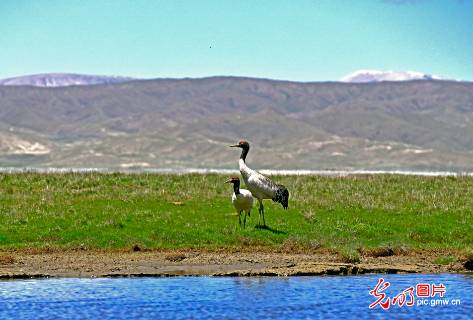 三江源國家公園正式設(shè)立，這是青海生態(tài)文明建設(shè)的新答卷