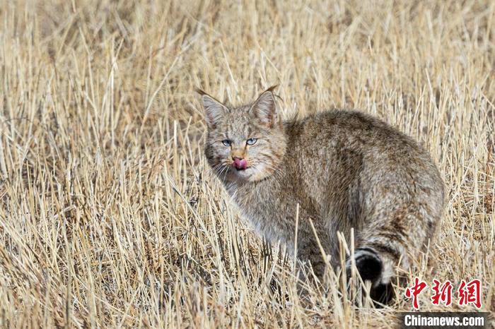 圖為拍攝到的荒漠貓。　孫春生 攝