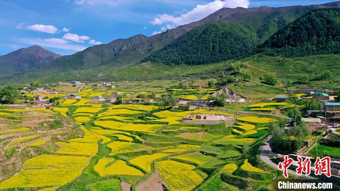 圖為加吾鄉(xiāng)的油菜花。　關(guān)卻才讓 攝