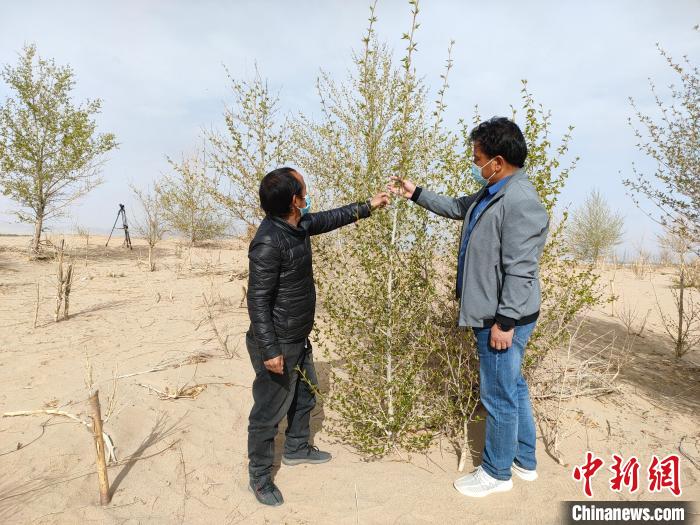 柴達(dá)木盆地的護(hù)林員：守護(hù)，只為那一片綠