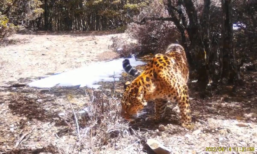 金錢豹。涼山州委宣傳部供圖