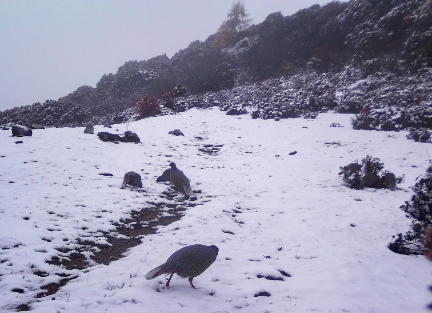 血雉。涼山州委宣傳部供圖