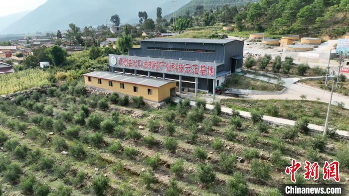 伍合村的油橄欖種植基地。　高嘉琪 攝