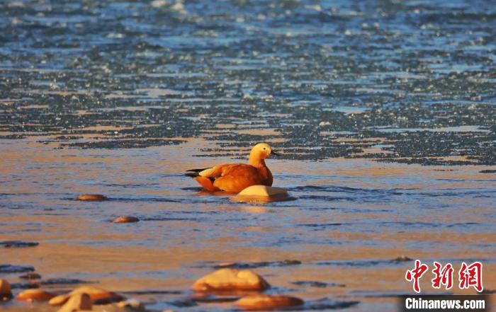 圖為赤麻鴨自在游曳。　白日丁布江才 攝