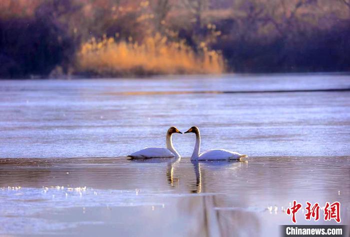 圖為天鵝在湖面嬉戲?！◇泱憔?攝