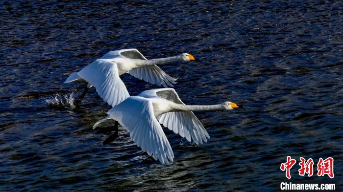 圖為兩只大天鵝?！黎?攝