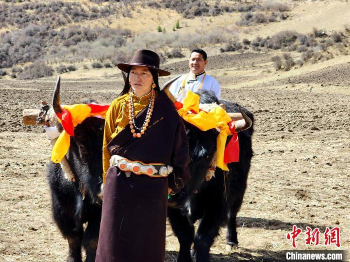 圖為藏族民眾牽著耕牛參加春耕儀式?！⊥觖惿?供圖