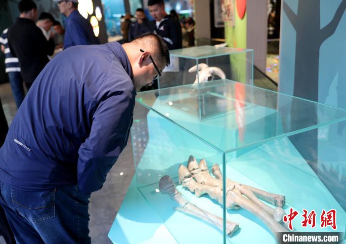 圖為臺(tái)商在祁連山國(guó)家公園生態(tài)科普館內(nèi)觀看標(biāo)本?！⊙Φ?攝