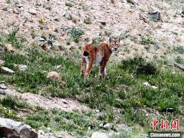 圖為猞猁回眸。　向文軍 攝