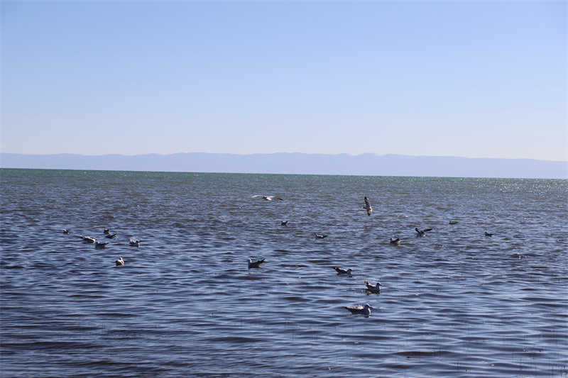 青海湖北岸仙女灣。才旦桑吾攝