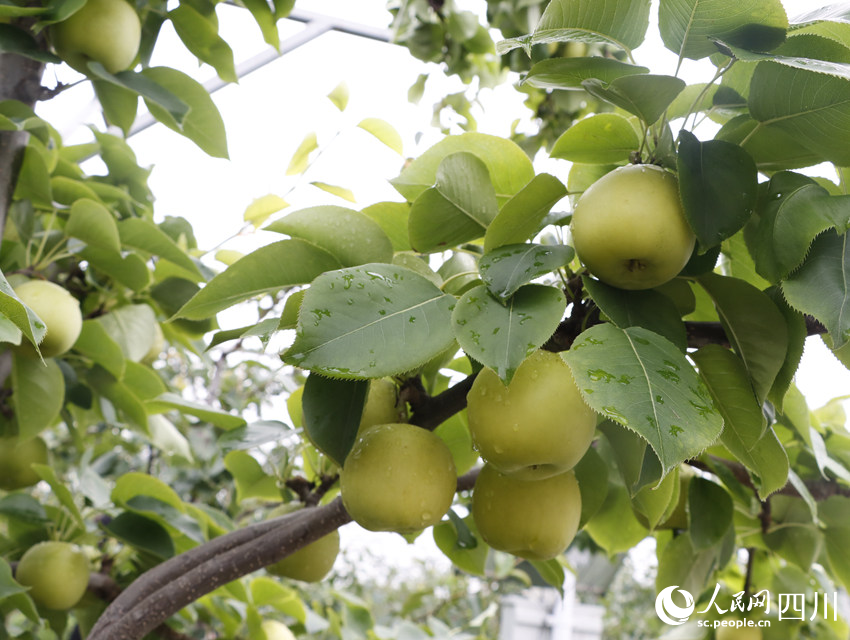即將上市的雪梨“翠冠”。勾璇攝