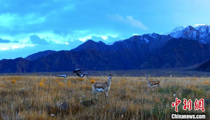 黑頸鶴、鵝喉羚多種野生動(dòng)物“同框”現(xiàn)身青海都蘭湖國(guó)家濕地公園