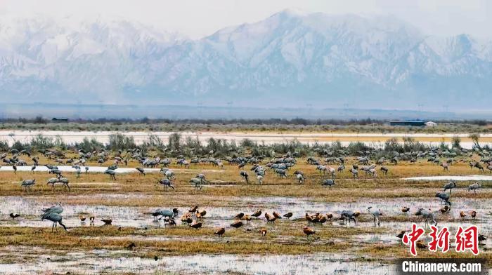 成群灰鶴聚集青海都蘭