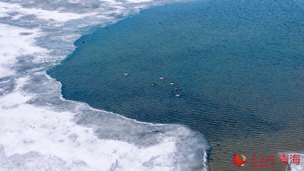 漸漸蘇醒的青海湖。人民網(wǎng) 況玉攝
