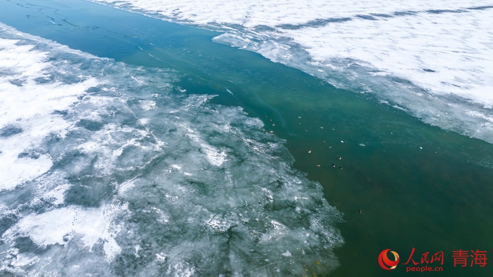 漸漸蘇醒的青海湖。人民網(wǎng) 況玉攝