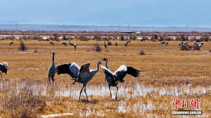 候鳥遷徙季：青海都蘭迎來成群灰鶴