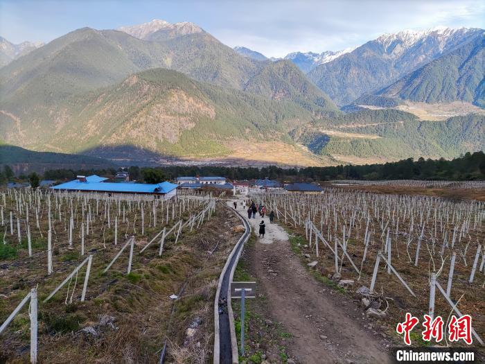 西藏林芝下察隅鎮(zhèn)的獼猴桃種植園?！〗w波 攝