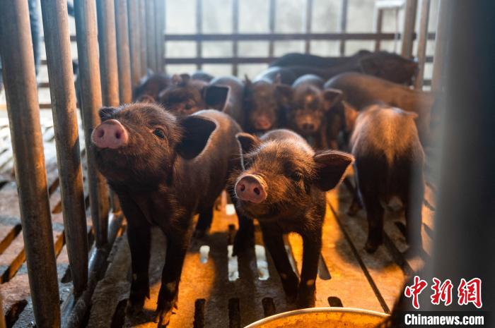 西藏林芝藏豬產(chǎn)業(yè)走上標(biāo)準(zhǔn)化、產(chǎn)業(yè)化之路