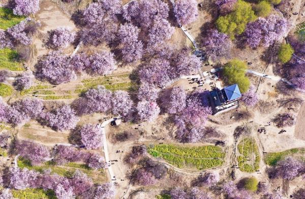 世外桃源！一組圖告訴你，西藏林芝桃花能有多美