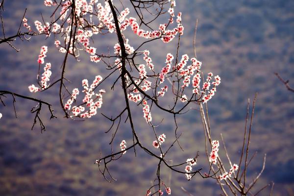 世外桃源！一組圖告訴你，西藏林芝桃花能有多美