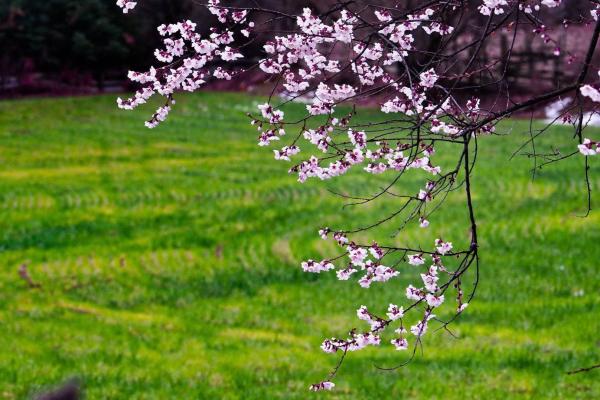 世外桃源！一組圖告訴你，西藏林芝桃花能有多美