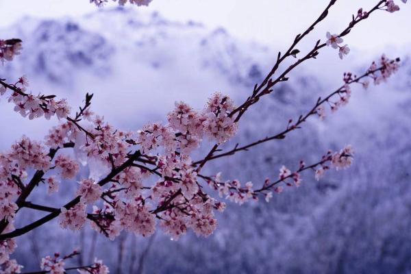 世外桃源！一組圖告訴你，西藏林芝桃花能有多美
