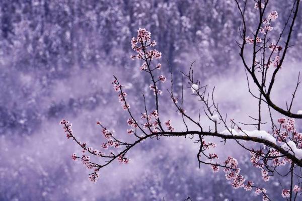 世外桃源！一組圖告訴你，西藏林芝桃花能有多美