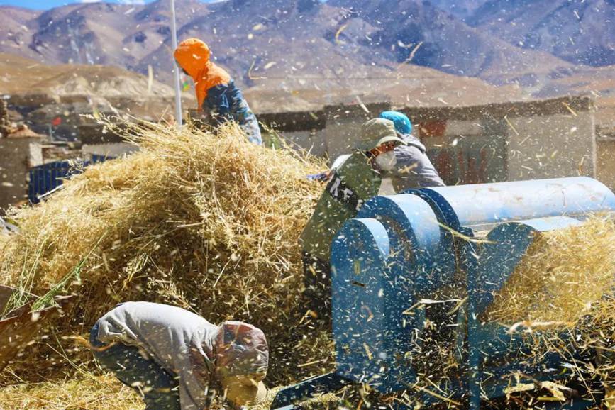 西藏吉?。簬愠两襟w驗秋收打場