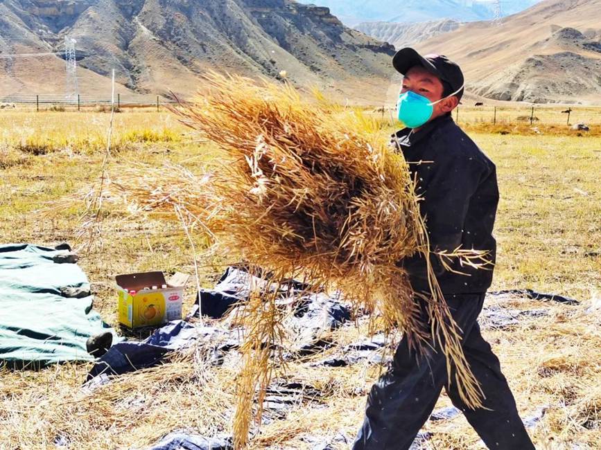 西藏吉?。簬愠两襟w驗秋收打場【2】