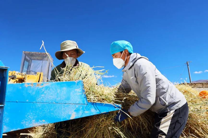 西藏吉?。簬愠两襟w驗秋收打場【4】