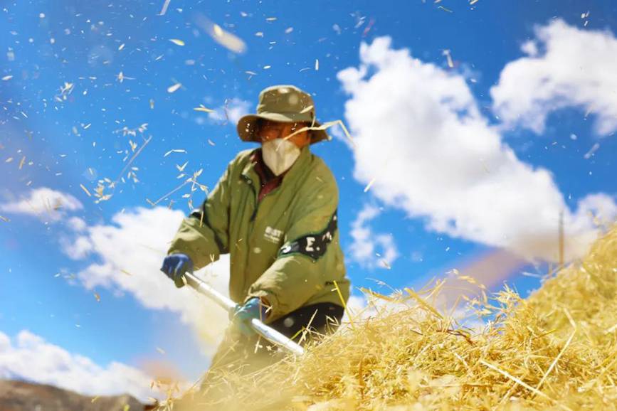 西藏吉?。簬愠两襟w驗秋收打場【5】