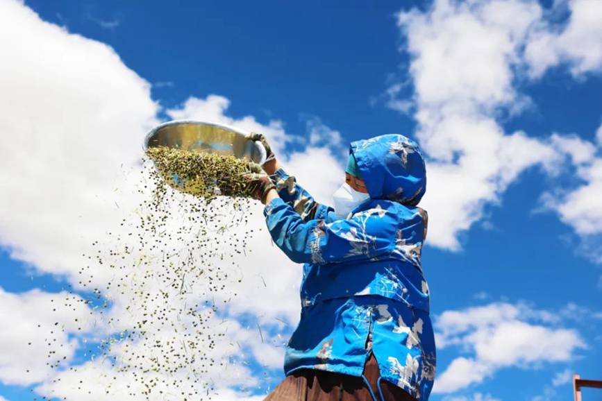 西藏吉?。簬愠两襟w驗秋收打場【12】