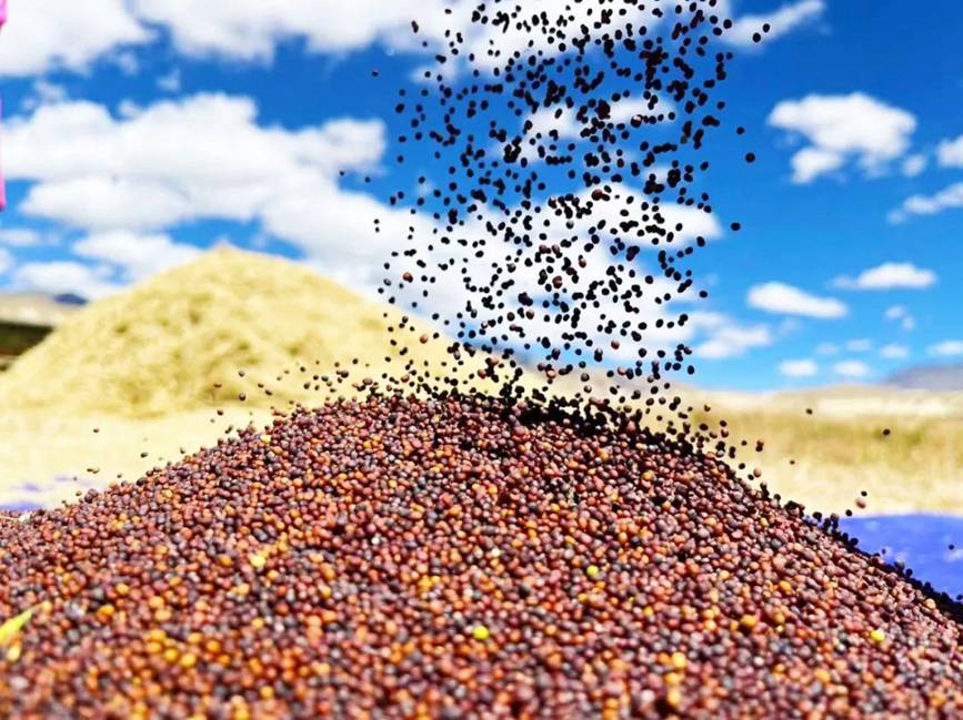 西藏吉?。簬愠两襟w驗秋收打場【13】