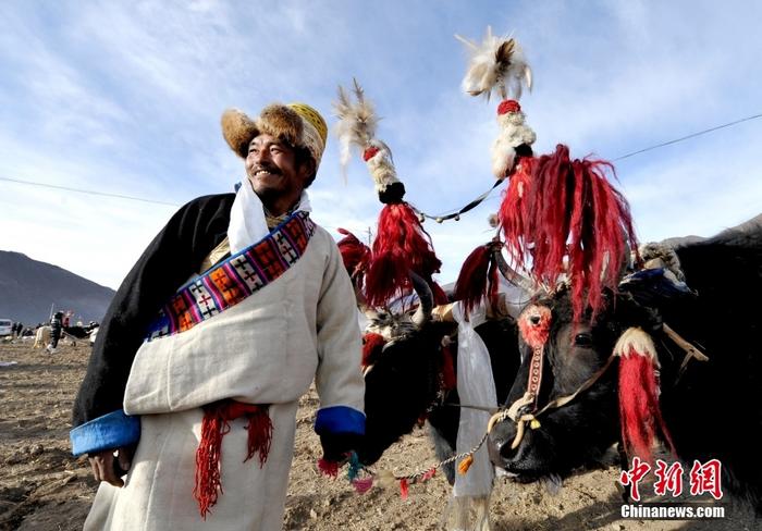 資料圖為2013年3月16日，拉薩市堆龍德慶區(qū)德慶村的農(nóng)民牽著牦牛參加春耕儀式，按照傳統(tǒng)方式由牦牛開第一犁。 <a target='_blank' href='/'><p  align=