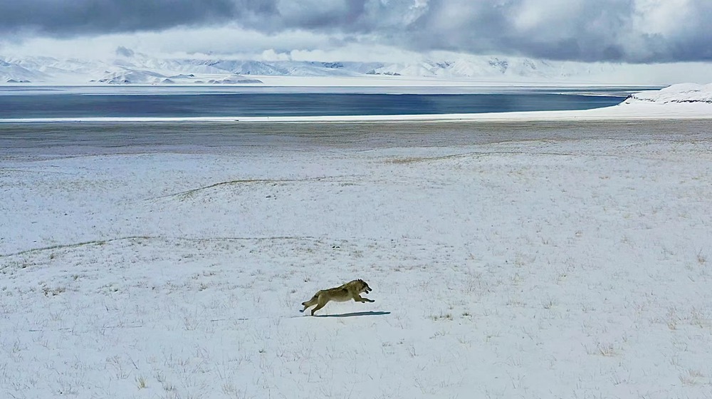 雪地里疾馳的阿里“狼”。