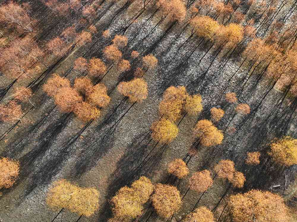 入冬時節(jié)，雅魯藏布江畔的樹林一片金黃。