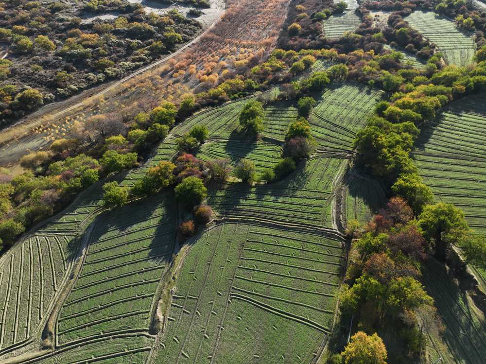 雅魯藏布江畔的高原梯田。