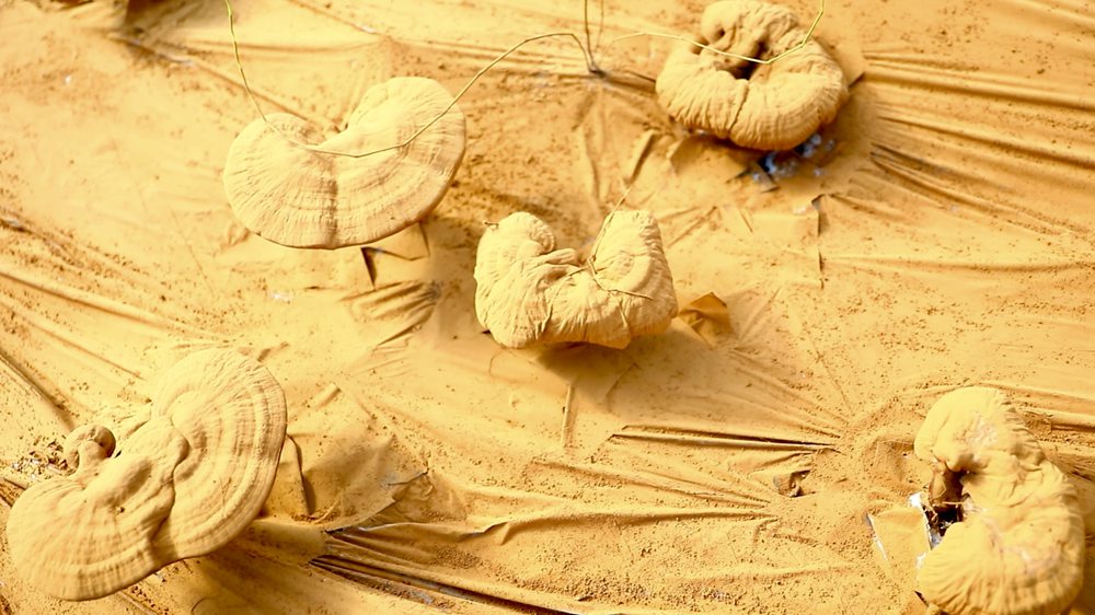 靈芝基地內孢子粉布滿塑料膜。