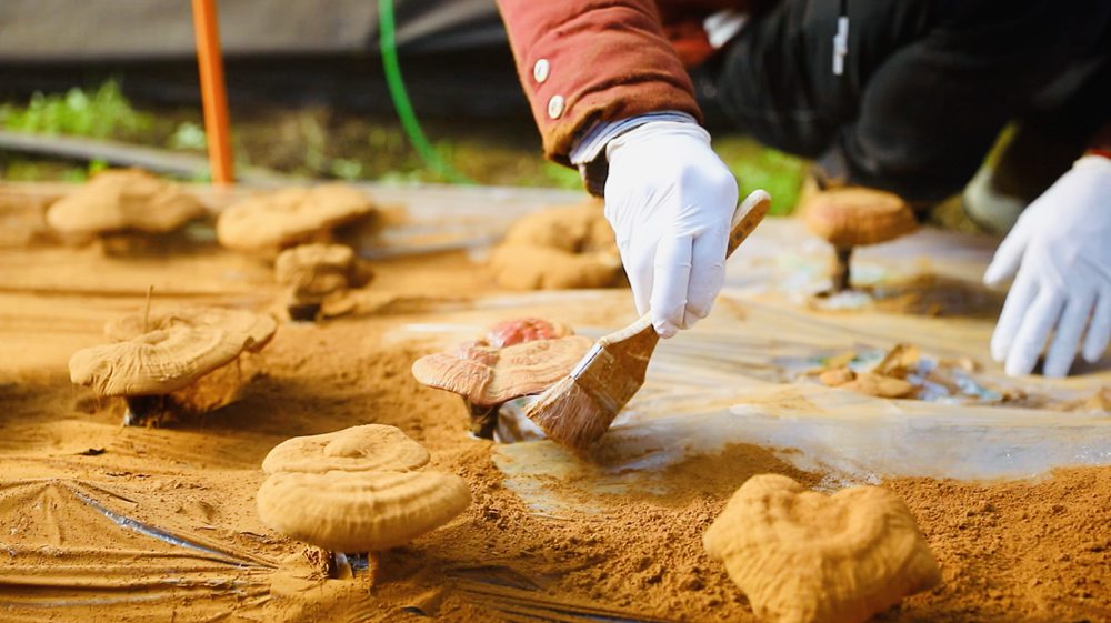 采收靈芝孢子粉。