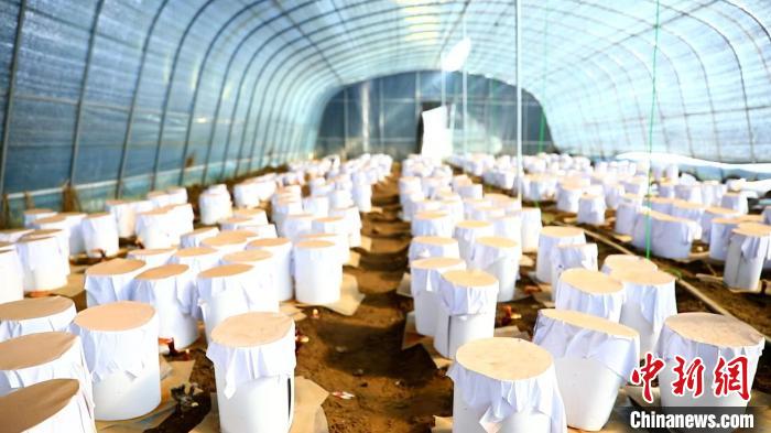 圖為靈芝套袋?！∴嚢?攝