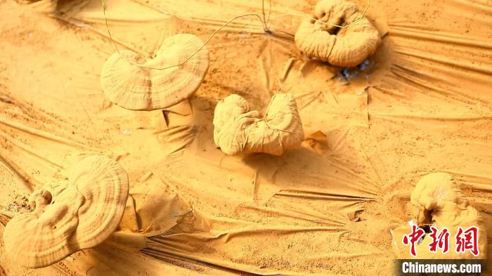 圖為靈芝基地內(nèi)孢子粉布滿塑料膜?！〉录?攝