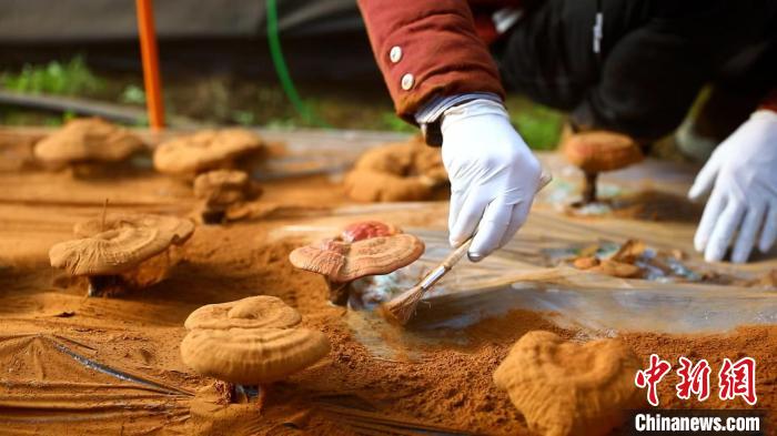 圖為農(nóng)民采收靈芝孢子粉。　德吉 攝