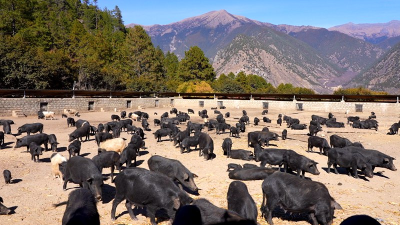 養(yǎng)殖基地里的藏香豬。