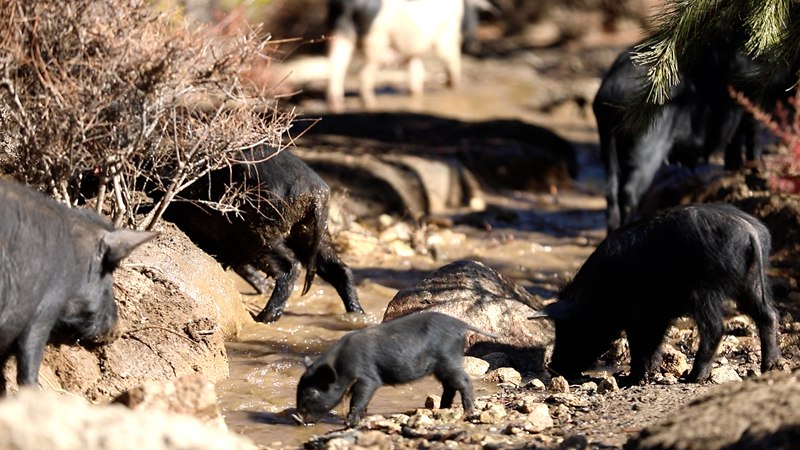 藏香豬在喝水。