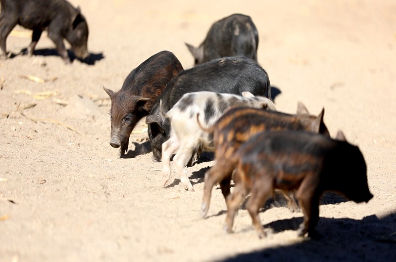 藏香豬在覓食。