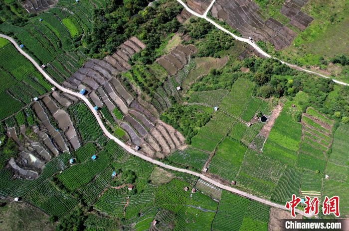 圖為西藏林芝市墨脫縣城附近的茶田。(無(wú)人機(jī)照片) 李林 攝