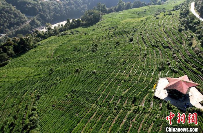 圖為西藏林芝市墨脫縣果果塘大拐彎附近的茶田。(無人機照片) 李林 攝