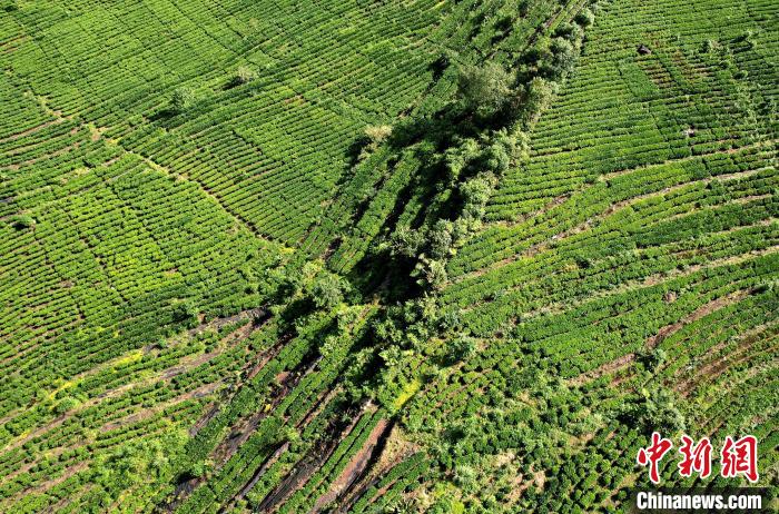 圖為西藏林芝市墨脫縣果果塘大拐彎附近的茶田。(無人機照片) 李林 攝